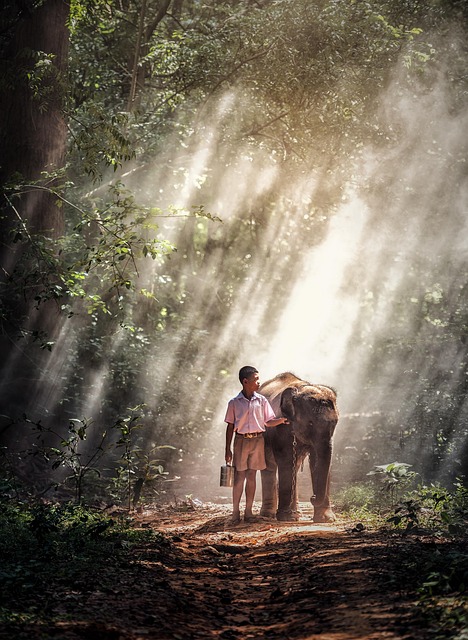 elephant, boy, kid, animal, asia, thailand animal, calf, elephant calf, pachyderm, wilderness, animal world, forest, mammal, thailand, nature, pathway, sunrays, jungle, elephant, elephant, elephant, jungle, jungle, jungle, jungle, jungle